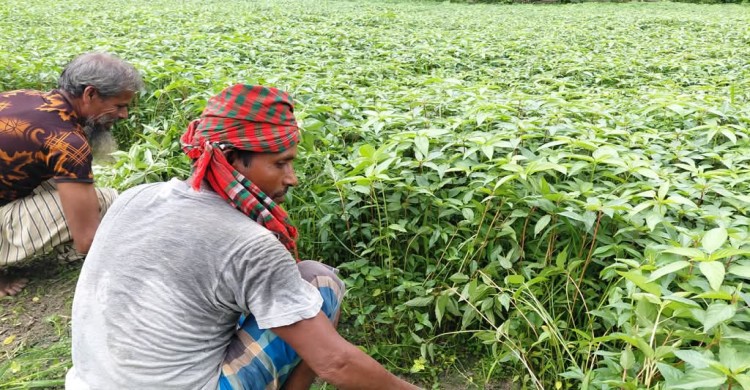 শাকের দাম দ্বিগুণ, লাভের হাসি চাষিদের মুখে