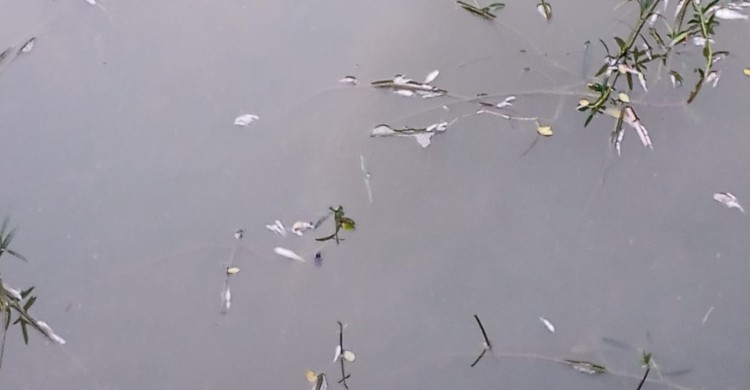 ঝিকরগাছায় পুকুরে বিষ, ভেসে উঠল হাজারো মাছ!