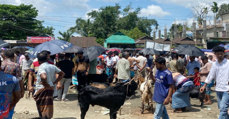 মনসা পূজা ঘিরে জমজমাট নেত্রকোনার পাঁঠার হাট