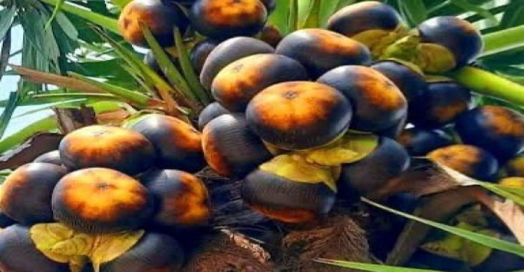 বাঙালি ভুলে যাচ্ছে ভাদ্র মাসের তালের পিঠার স্বাদ