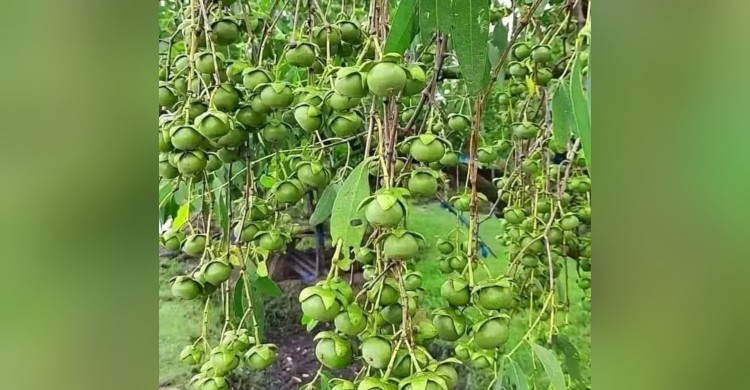 ‎সুন্দরবনের কেওড়া ফল: উপকূলীয় অর্থনীতিতে নতুন সম্ভাবনা