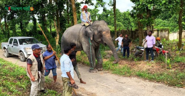 জিম্মায় গিয়ে শর্ত ভঙ্গ, মন্ত্রীর নির্দেশে ফের গাজীপুর সাফারি পার্কে নিহার কলি-সম্রাট বাহাদুর