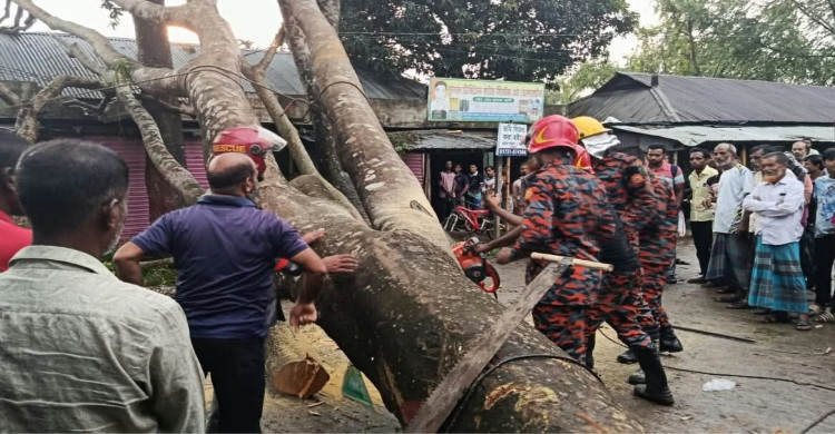 বকশীগঞ্জে আকস্মিক ঝোড়ো হাওয়ায় গাছ ভেঙে সড়ক বন্ধ