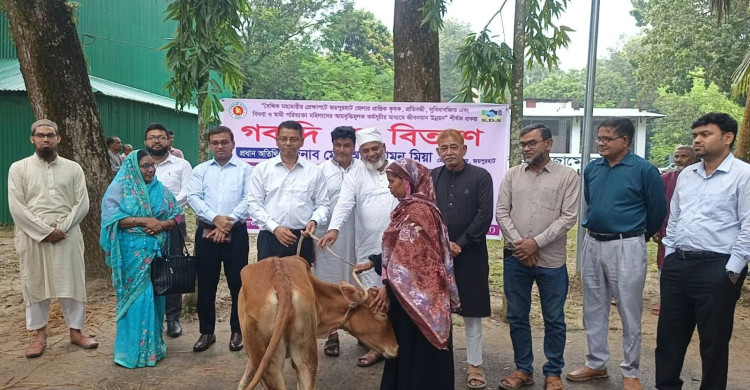 ক্ষেতলালে অসহায় নারীদের মাঝে ৮৪টি বোকনা গরু বিতরণ