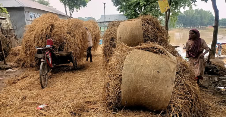 খড়ের দাম বেড়ে যাওয়ায় চিন্তিত রংপুর অঞ্চলের গরু খামারীরা