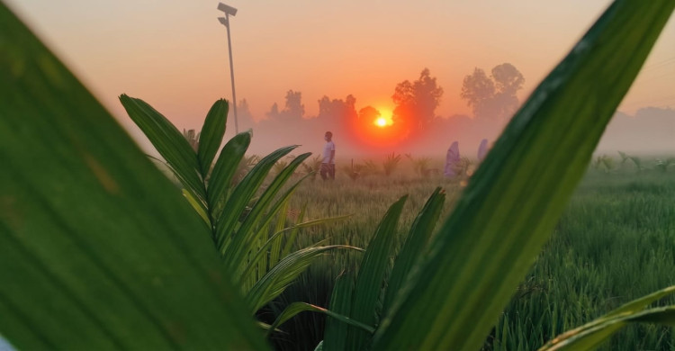 কার্তিকের ভোরে কুয়াশার চাদর: শিশিরভেজা জয়পুরহাটে শীতের হাতছানি