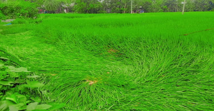 রাণীনগরে প্রতিকূল আবহাওয়ায় ধান ক্ষেতের ব্যাপক ক্ষয়ক্ষতি