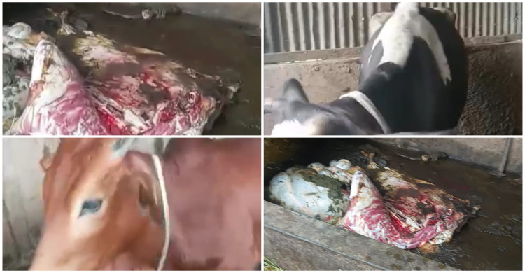 কালীগঞ্জের আড়িখোলায় গোয়ালঘর থেকে গরু জ/বা/ই করে মাংস চুরি