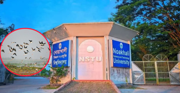 পরিযায়ী পাখির আগমনকে সামনে রেখে প্রস্তুত হচ্ছে  নোবিপ্রবির ময়নাদ্বীপ