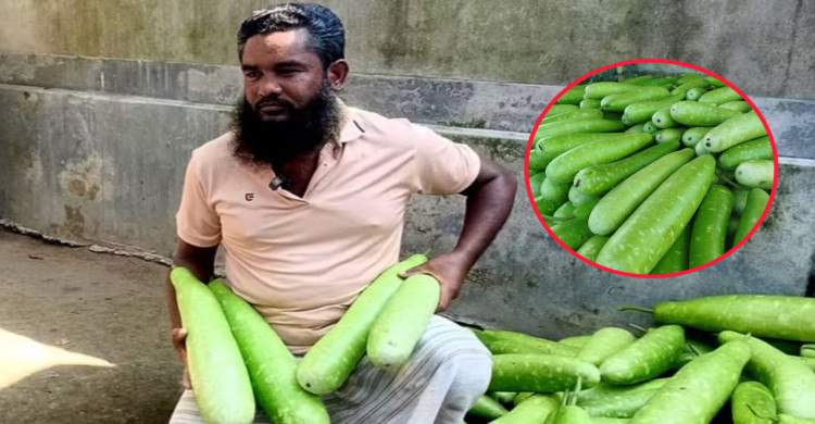আটোয়ারীতে লাউয়ের বাজারে ধস, উৎপাদন খরচ তুলতে হিমশিম কৃষকের