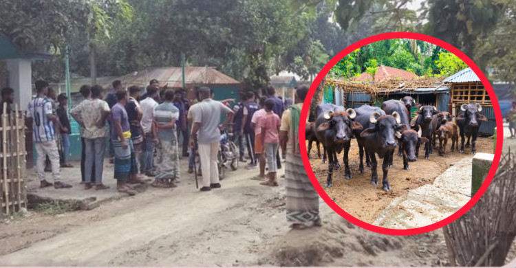 বাঁশ কাটার বিরোধে যুবকের হাত বিচ্ছিন্ন, লুটের অভিযোগে উদ্ধার ১৩ মহিষ