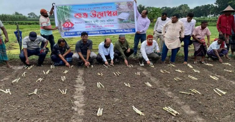 কালীগঞ্জে এসটিপি পদ্ধতিতে আখ চাষ ও আগাম বৃদ্ধির লক্ষ্যে চাষি উদ্বুদ্ধকরণ