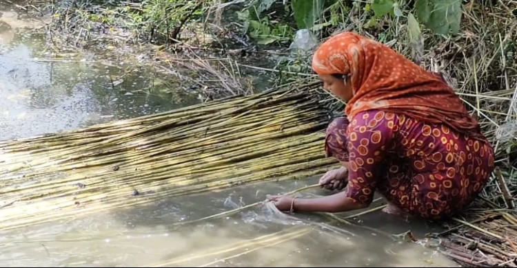 শার্শায় পাটের বাম্পার ফলন, দামে হতাশ কৃষক