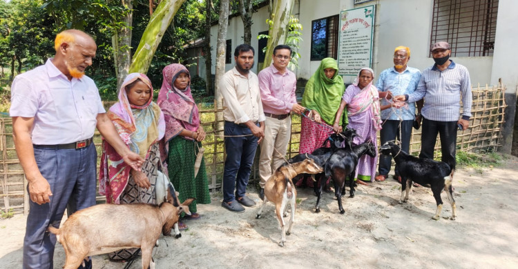 ছাগল পেল ২৫ পরিবার, গঙ্গাচড়ায় ঘুরবে ভাগ্যের চাকা