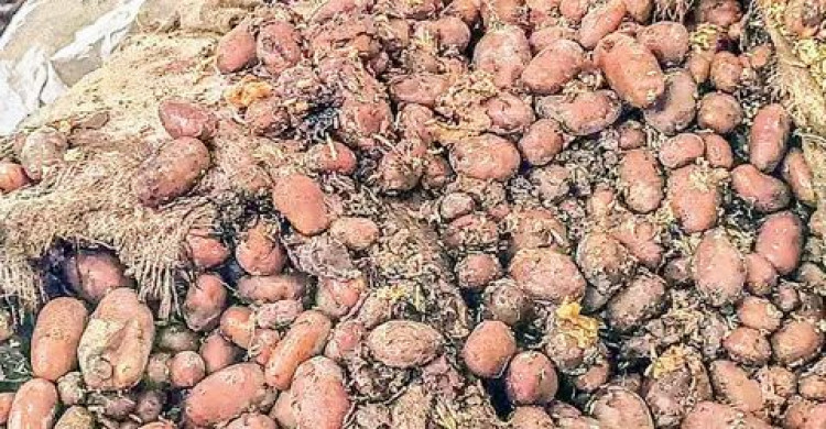 মাদারীপুরে বেশি মুনাফার আশায় সিন্ডিকেট: ৩ কোটি টাকার আলু পচে গরুর খাদ্য