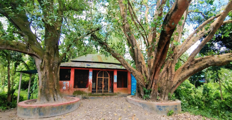 শিকড় যত গভীরে যায়, ছায়া তত দূরে পৌঁছায়