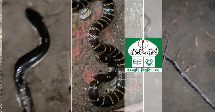 ইবিতে বেড়েছে বিষাক্ত সাপের উপদ্রব, আতঙ্কে শিক্ষার্থীরা